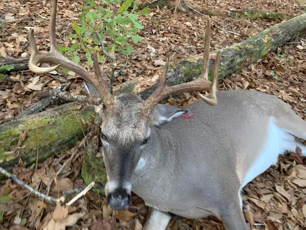 White-Tailed Deer with Large Antlers Lying on Forest Ground Covered in Dry Leaves Near a Fallen Tree