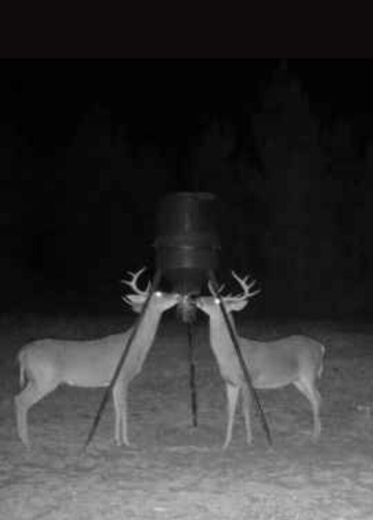 Two Deer Captured at Night by a Trail Camera Feeding Together Under a Deer Feeder in a Forest Clearing