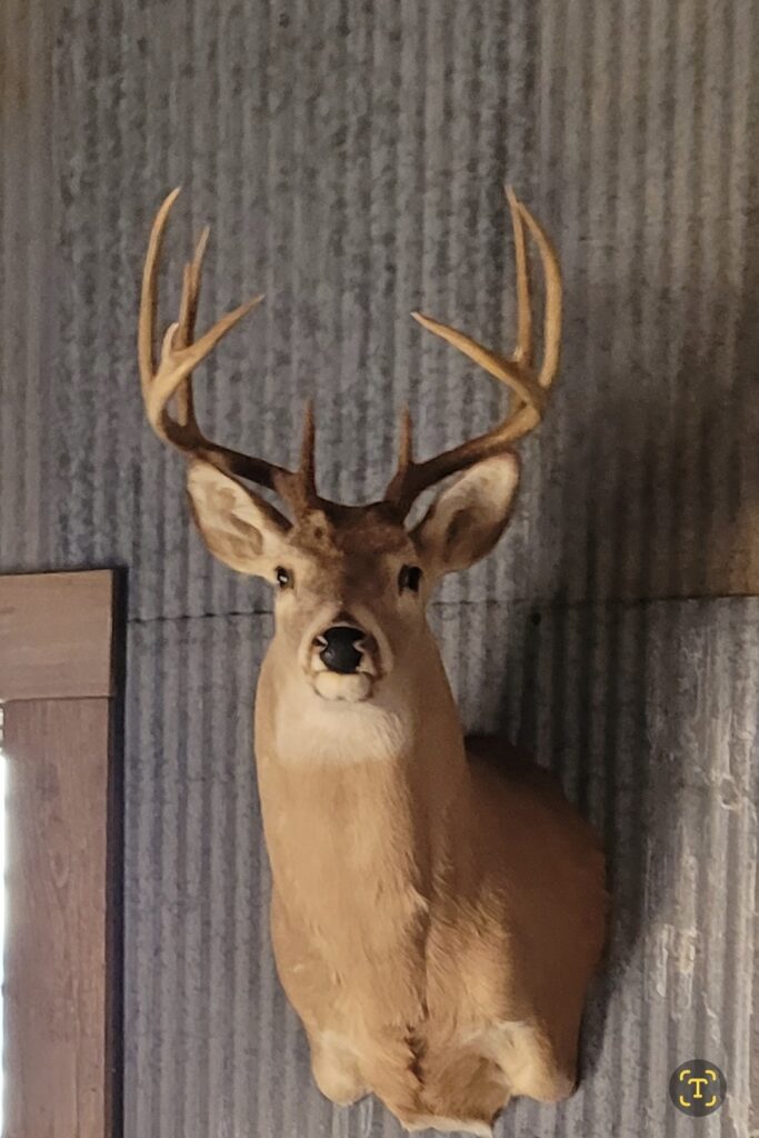 Mounted Deer Head with Large Antlers Displayed on a Corrugated Metal Wall Inside a Rustic Lodge