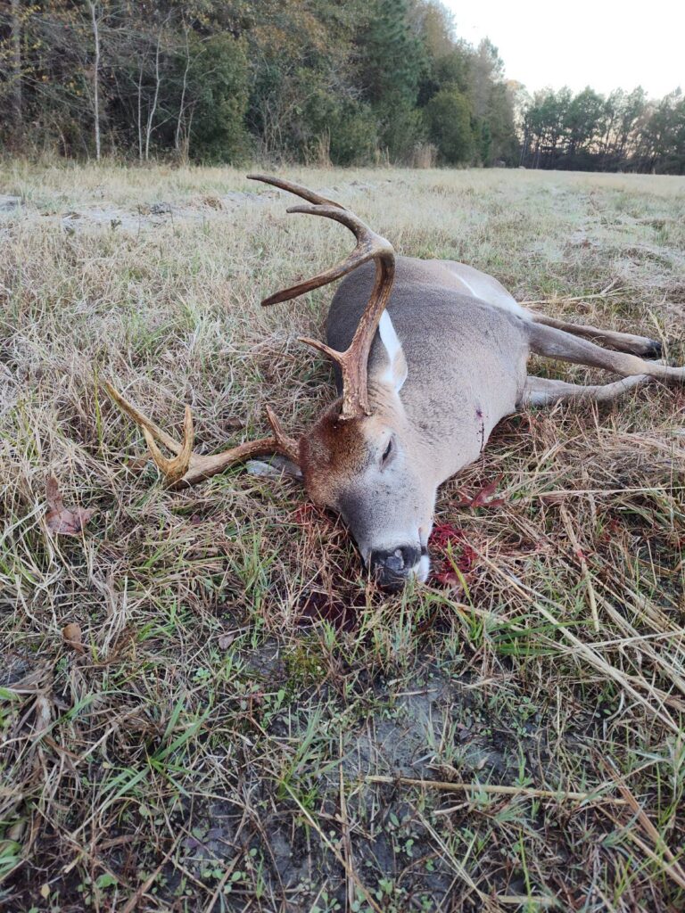 White-Tailed Deer with Large Antlers Lying on the Grass in an Open Field Surrounded by Trees After a Hunt